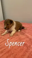 Spencer, a male Shetland Sheepdog for sale in McDade, TX – 1 of 3