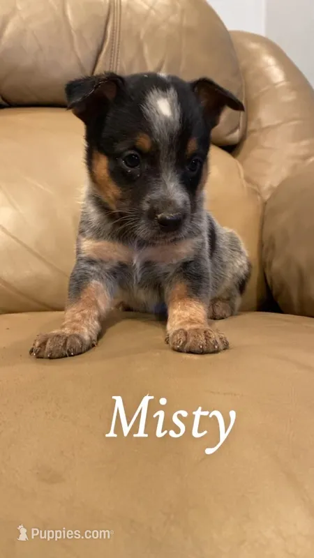 Misty – Australian Cattle Dog puppy for sale in McDade, TX
