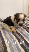 Willow, a female Australian Cattle Dog for sale in McDade, TX – 3 of 3