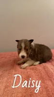 Daisy, a female Shetland Sheepdog for sale in McDade, TX – 2 of 3