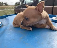 Fawn, a female Chihuahua for sale in McDade, TX – Photo 4 of 10