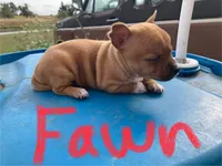 Fawn, a female Chihuahua for sale in McDade, TX – Photo 2 of 10