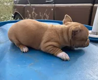 Fawn, a female Chihuahua for sale in McDade, TX – Photo 3 of 10