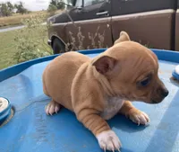 Fawn, a female Chihuahua for sale in McDade, TX – Photo 9 of 10
