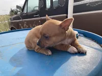 Fawn, a female Chihuahua for sale in McDade, TX – Photo 8 of 10