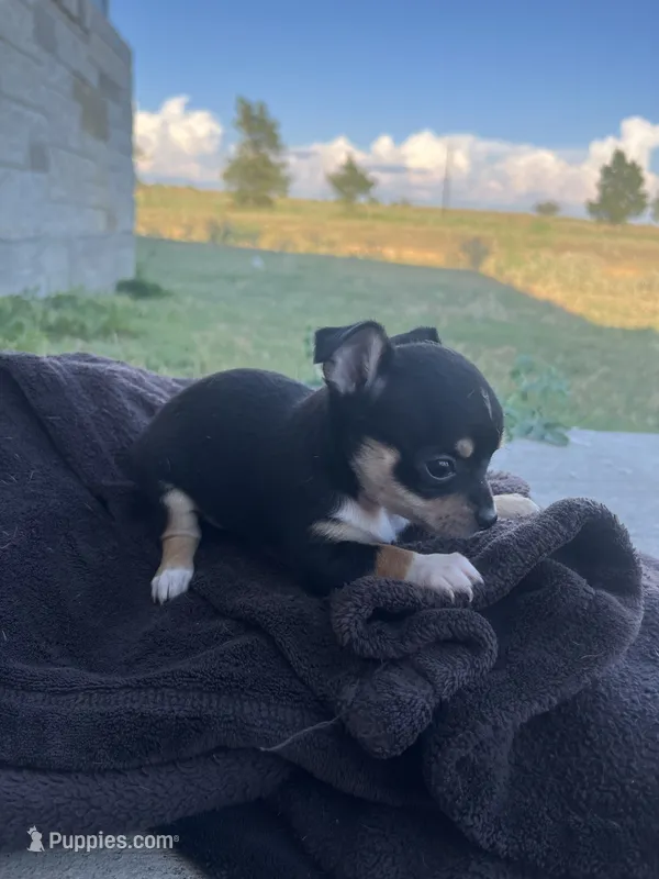 Nighthawk – Chihuahua puppy for sale in McDade, TX