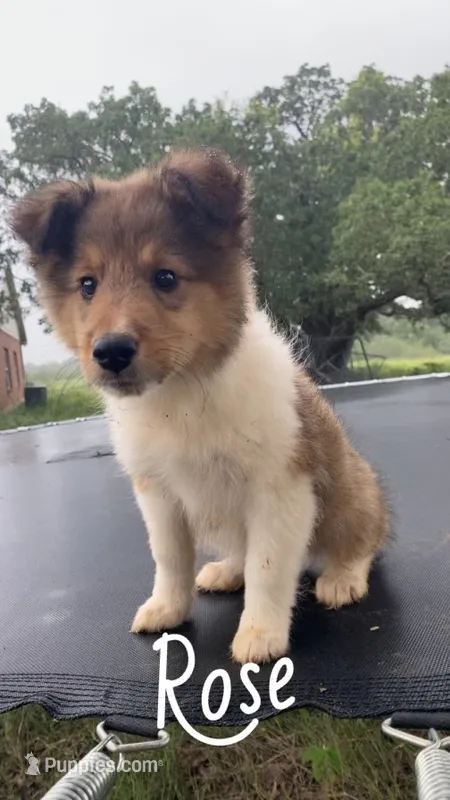 Rose – Shetland Sheepdog puppy for sale in McDade, TX