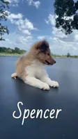 Spencer, a male Shetland Sheepdog for sale in McDade, TX – 4 of 10