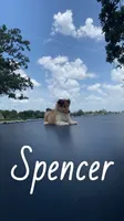 Spencer, a male Shetland Sheepdog for sale in McDade, TX – 3 of 10