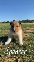 Spencer, a male Shetland Sheepdog for sale in McDade, TX – 7 of 10