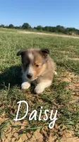 Daisy, a female Shetland Sheepdog for sale in McDade, TX – 7 of 10