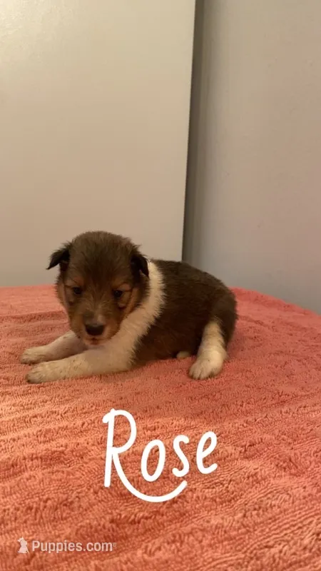 Rose – Shetland Sheepdog puppy for sale in McDade, TX