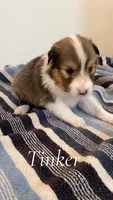 Tinker, a female Shetland Sheepdog for sale in McDade, TX – 3 of 3