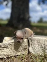 Marshmallow, a male Chihuahua for sale in McDade, TX – 3 of 4