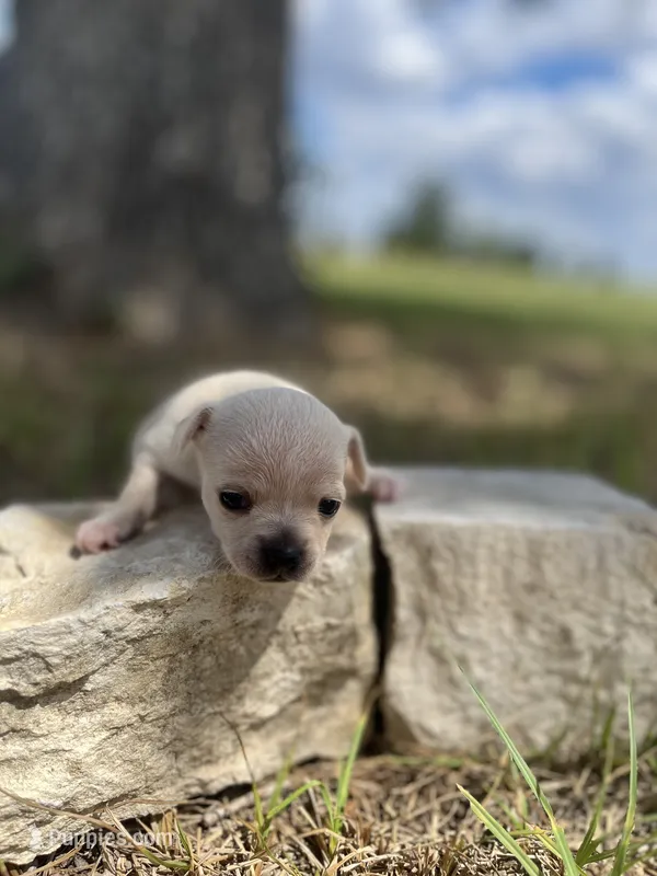 Coconut – Chihuahua puppy for sale in McDade, TX