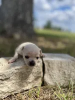 Coconut, a female Chihuahua for sale in McDade, TX – 1 of 2