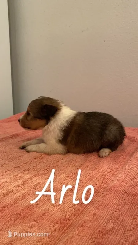 Arlo – Shetland Sheepdog puppy for sale in McDade, TX