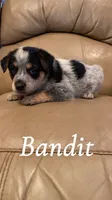 Bandit, a male Australian Cattle Dog for sale in McDade, TX – 3 of 6