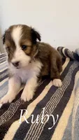 Ruby, a female Shetland Sheepdog for sale in McDade, TX – 2 of 3