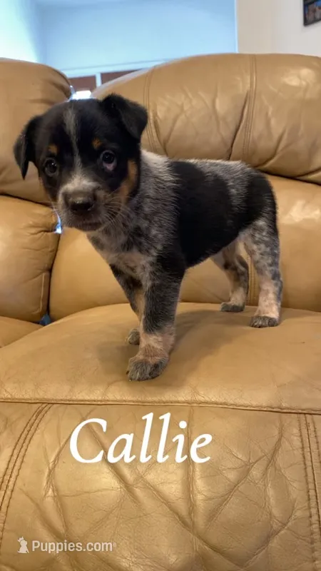 Callie – Australian Cattle Dog puppy for sale in McDade, TX