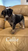 Callie, a female Australian Cattle Dog for sale in McDade, TX – 1 of 7