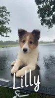 Lilly, a female Shetland Sheepdog for sale in McDade, TX – 3 of 10