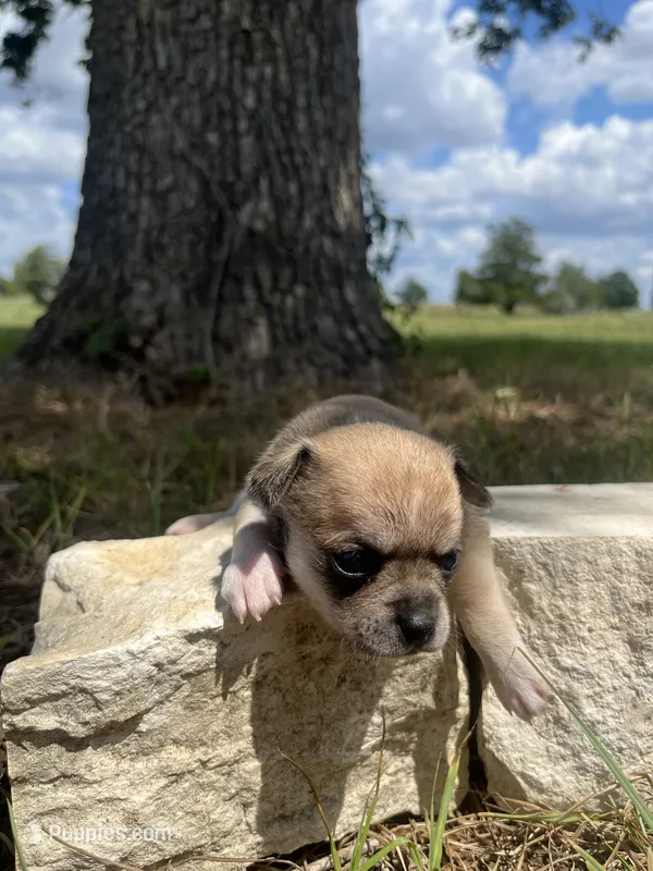 Trippy – Chihuahua puppy for sale in McDade, TX