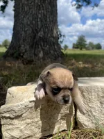 Trippy, a male Chihuahua for sale in McDade, TX – 1 of 3