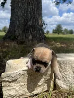 Trippy, a male Chihuahua for sale in McDade, TX – 3 of 3