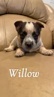 Willow, a female Australian Cattle Dog for sale in McDade, TX – 4 of 7