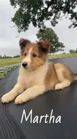 Martha, a female Shetland Sheepdog for sale in McDade, TX – 2 of 10