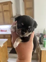 Patty, a female Chihuahua for sale in McDade, TX – 1 of 5