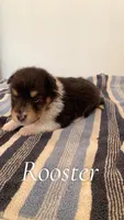 Rooster, a male Shetland Sheepdog for sale in McDade, TX – 2 of 3
