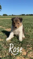 Rose, a female Shetland Sheepdog for sale in McDade, TX – 7 of 10