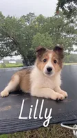 Lilly, a female Shetland Sheepdog for sale in McDade, TX – 2 of 10