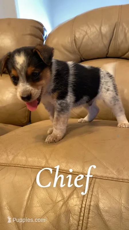 Chief – Australian Cattle Dog puppy for sale in McDade, TX