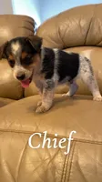 Chief, a male Australian Cattle Dog for sale in McDade, TX – 1 of 7