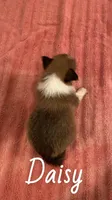 Rose, a female Shetland Sheepdog for sale in McDade, TX – 3 of 3