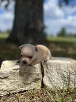 Marshmallow, a male Chihuahua for sale in McDade, TX – 4 of 4