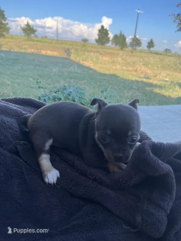 Coco Loco – Chihuahua puppy for sale in McDade, TX