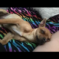 Loca, a female Chihuahua for sale in McDade, TX – Photo 3 of 3