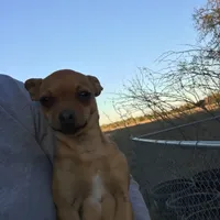 Loca, a female Chihuahua for sale in McDade, TX – Photo 2 of 3