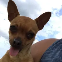 Loca, a female Chihuahua for sale in McDade, TX – Photo 1 of 3