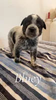 Bluey, a male Australian Cattle Dog for sale in McDade, TX – 2 of 2