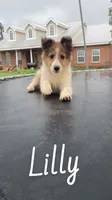 Lilly, a female Shetland Sheepdog for sale in McDade, TX – 5 of 10