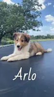 Arlo, a male Shetland Sheepdog for sale in McDade, TX – 1 of 10