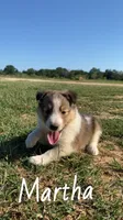Martha, a female Shetland Sheepdog for sale in McDade, TX – 6 of 10