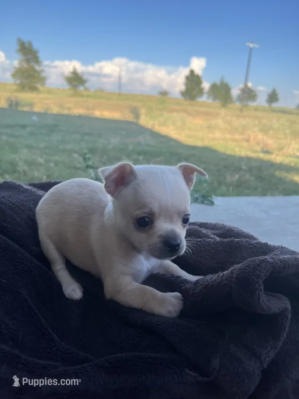 Marshmallow – Chihuahua puppy for sale in McDade, TX