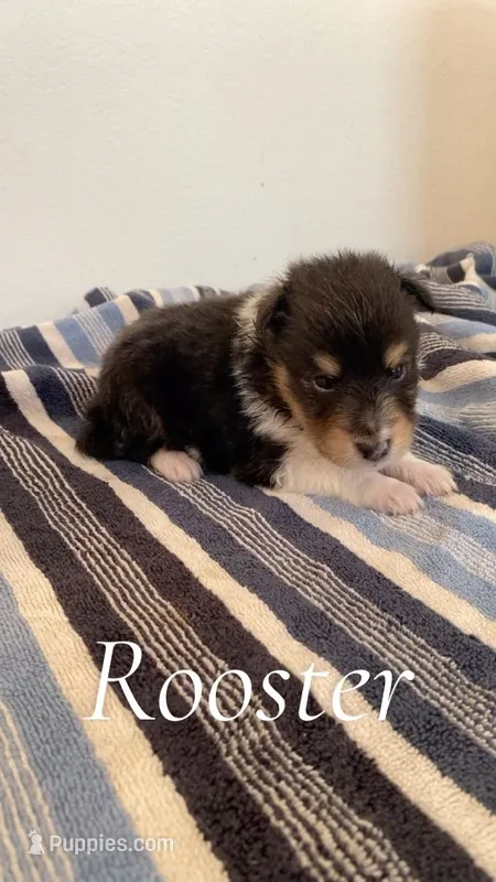 Rooster – Shetland Sheepdog puppy for sale in McDade, TX