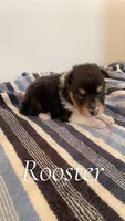 Rooster, a male Shetland Sheepdog for sale in McDade, TX – 1 of 3